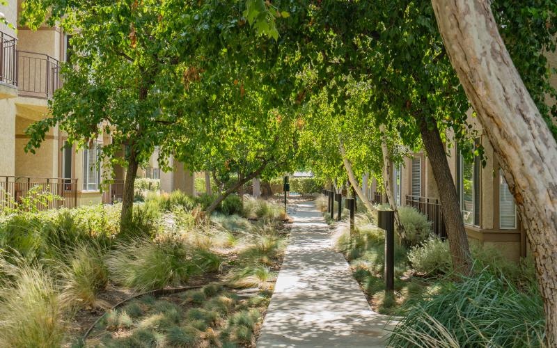 a path with trees and plants on the side